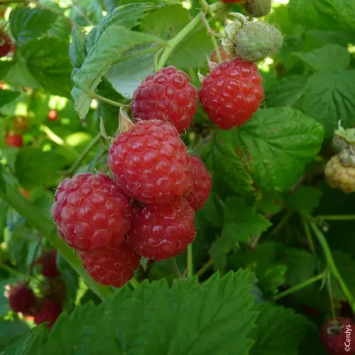 Jardin et déco：Framboisier Délice de framboise bio botanic® rouge. Le pot de 2 litres