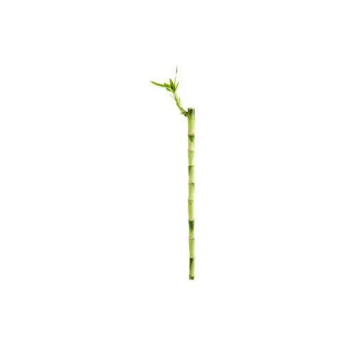Nature pour le jardin:Lucky Bamboo droit. Le pot H 50 cm