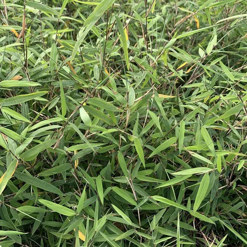 Une solution pour l’extérieur:Bambou Fargesia vert.. Le pot de 1 litre