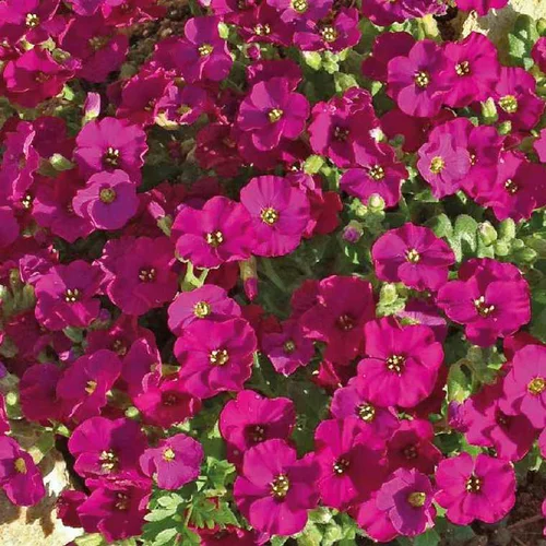 Jardin en pratique:Aubriete rouge Carmin - Le pot de 9 x 9 cm