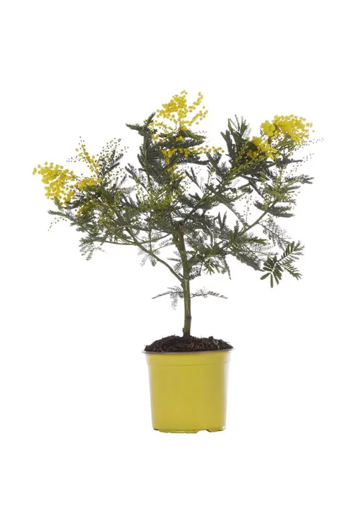 L’allié du jardin:Mimosa (ACACIA DEALBATA) Le pot de 5 litres
