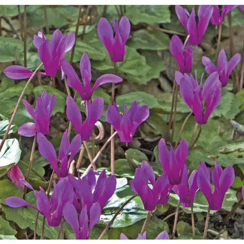 Tendance au jardin:Cyclamen Hederifolim Pourpre - Le pot de 9 x 9 cm
