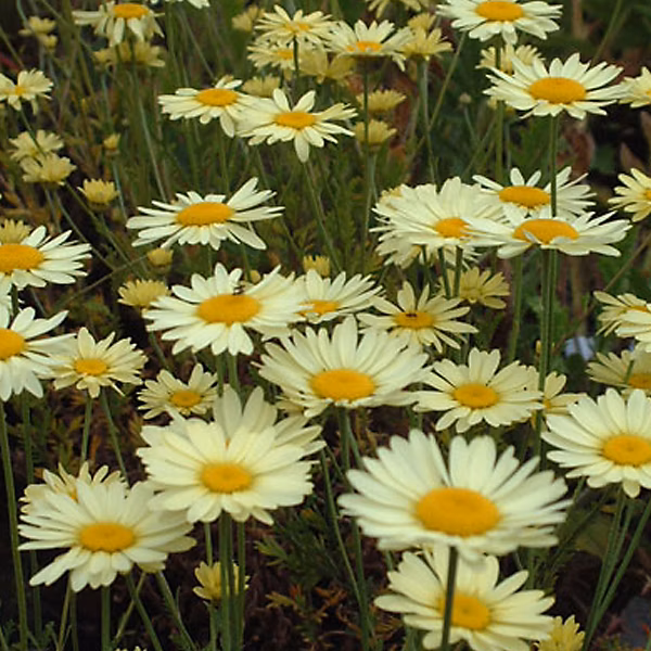 6 x Œil de bœuf | Anthemis hybrida 'E.C. Buxton' – godet 9cm x 9cm