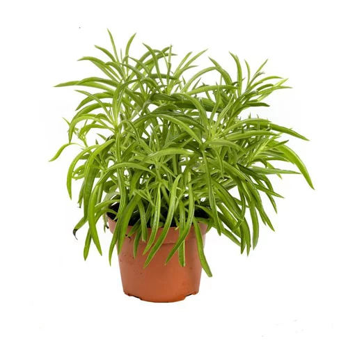 Jardin moderne：Senecio Himalaya – Pot de Ø6 cm
