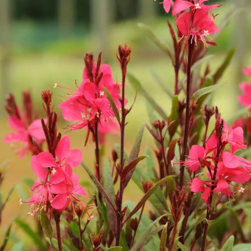 Pour plus de confort au jardin：Gaura coloris rose. Le pot de 2 litres