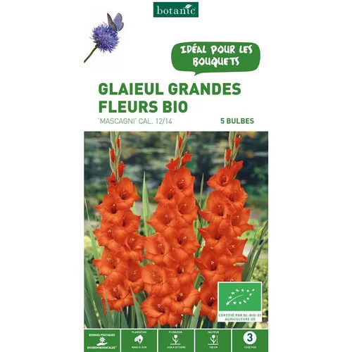 Pour vos projets jardin：Glaïeul à grandes fleurs Mascagni bio rouge botanic® - 5 bulbes