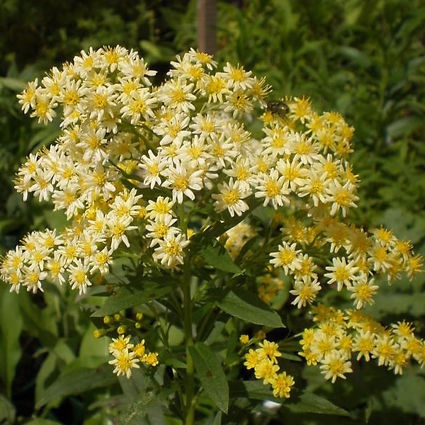 6 x Solidaster luteus 'Lemore' – godet 9cm x 9cm