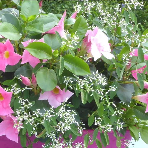 Pour plus de confort au jardin:Dipladenia et Summer Snow - La suspension de 27 cm