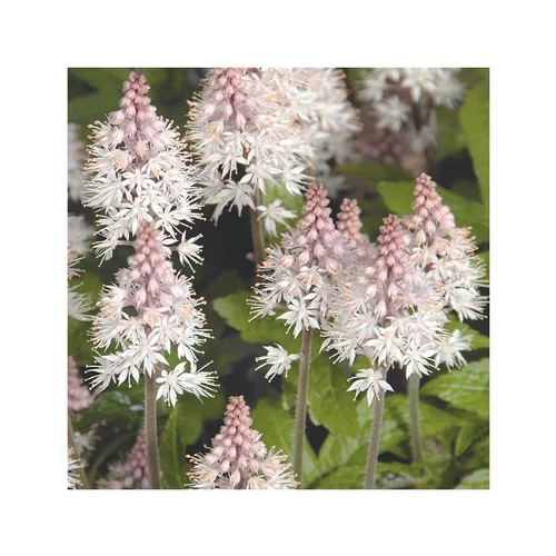 Une idée pratique pour le jardin:Tiarella Pink Torch - Le pot de 1 litre