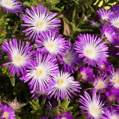 Simple pour le jardin:Pourpier vivace wow violet wonder en pot de 2 L
