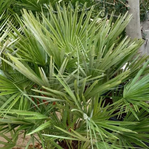 Une idée pour le jardin:Chamaerops Humilis vert en pot de 7 L