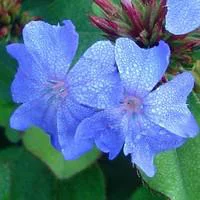 À découvrir pour l’extérieur：Plumbago rampant - Le pot de 3 litres
