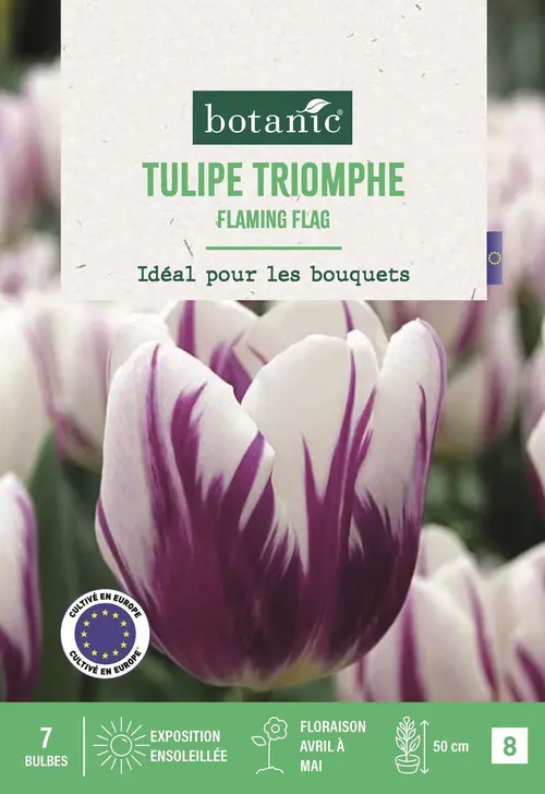 Jardin au naturel:Bulbes de fleurs Tulipe triomphe Flaming Flag blanc et violet botanic® - 7 bulbes