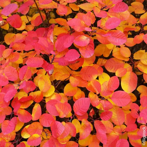 Jardin passion：Arbre à perruques FLAMISSIMO® ‘Mincofla20’ vert. Le pot de 3L