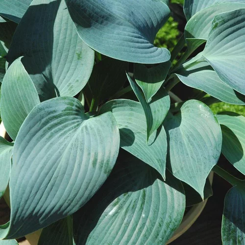 Pour un jardin plus pratique：Hosta 'Blue Angel' - Le pot de 2 litres