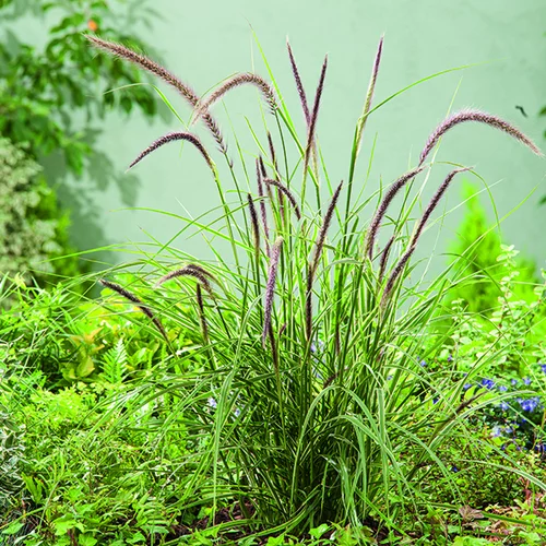 Esprit jardin：Pennisetum advena Skyrocket vert botanic®. Le pot de 2 litres