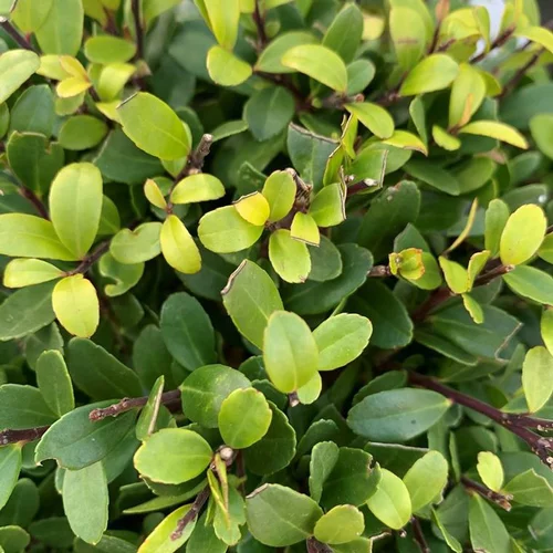 Tout au jardin：Houx crénelé (Ilex Crenata) Dark Green boule. Le pot de 10 litres