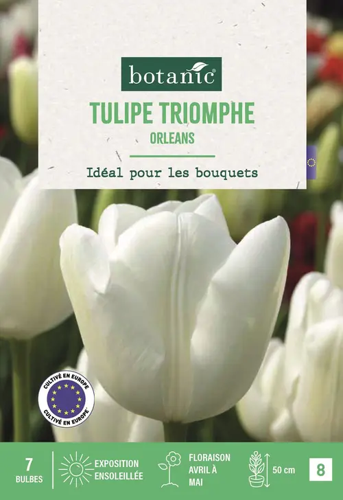 Indispensable au jardin：Bulbes de fleurs Tulipe triomphe Orleans blanc botanic® - 7 bulbes