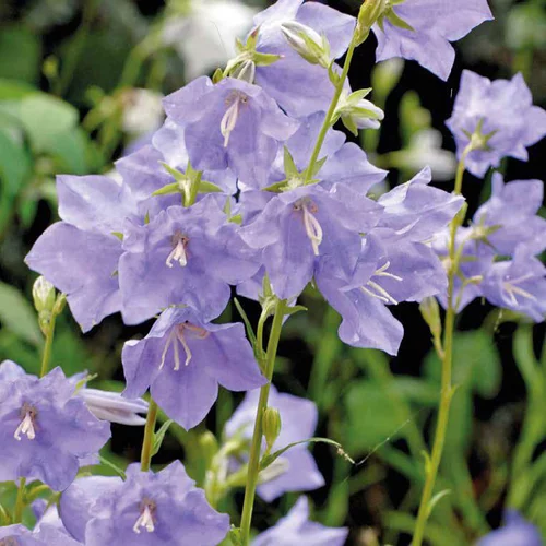 Jardin confort:Campanule Persicifolia bleue - Le pot de 9 x 9 cm