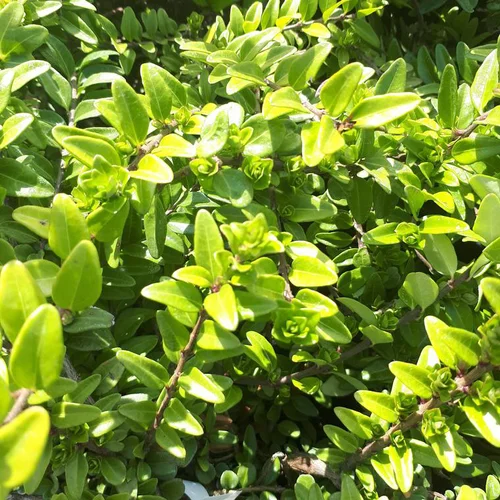 Les indispensables du jardin：Chèvrefeuille à feuille de buis Maigrun vert. Le pot de 14 litres, 30/40 cm