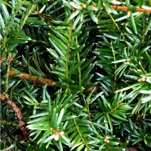 Le choix pour l’extérieur：Taxus Baccata David en pot de 10 L