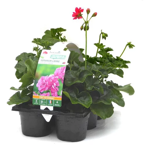 Extérieur qualité:Géranium lierre double rose - Le pack de 6 plants