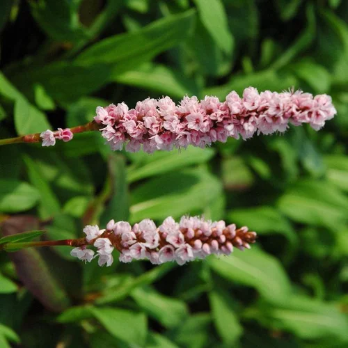 Le choix pour l’extérieur:Persicaria Amplexicaule - Le pot de 2 litres