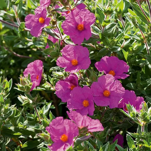 Pour profiter dehors:Cistus varié à fleurs multicolores botanic® - Le pot de 2 litres