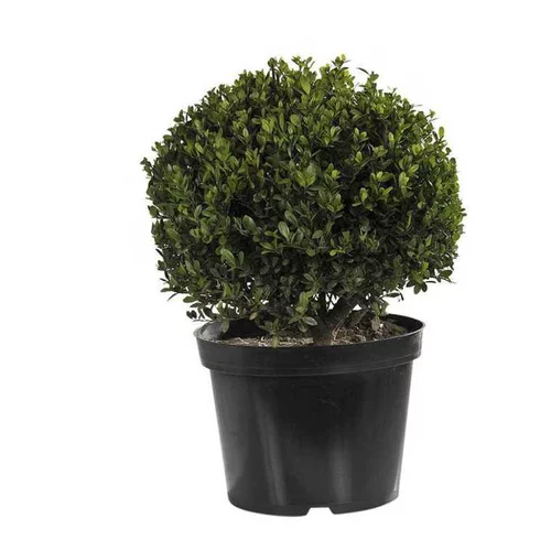 Pour embellir vos extérieurs：Houx en pot de 5 litres