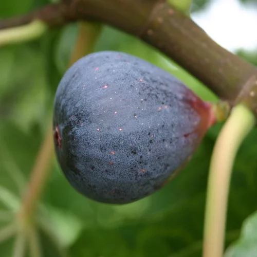 Adapté à vos extérieurs:Figuier Noire De Caromb. Le pot de 5,5 litres