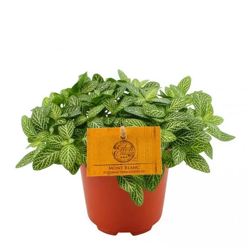 Indispensable au jardin：Fittonia Mont Blanc – Pot de Ø15 cm