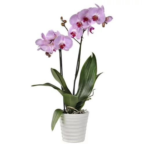 Adapté à l’extérieur：Orchidée Phalaenopsis 2 branches botanic® - en pot 12 cm