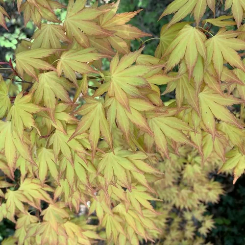 Jardin inspiration：Érable du Japon Orange Dream orange. Le pot de 19 litres