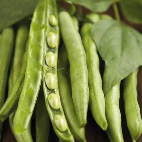 Une solution pour l’extérieur：Féve Eleonora Bio. La barquette de 3 plants