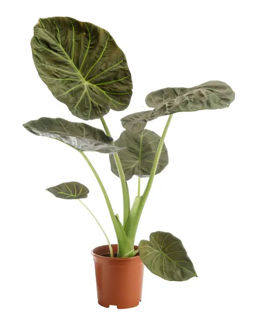 Jardin et loisirs:Alocasia Regal Shields vert. Le pot Ø 19 cm