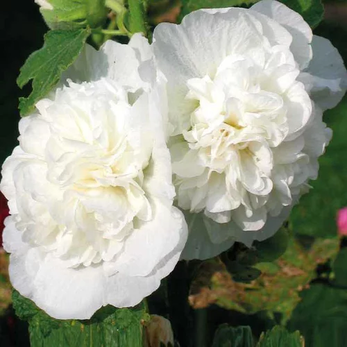 Une touche pratique au jardin:Rose Trémière blanche - Le pot de 9 x 9 cm