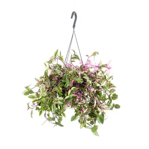 Vie au jardin：Tradescantia Quadricolor suspension. Le pot Ø 18 cm