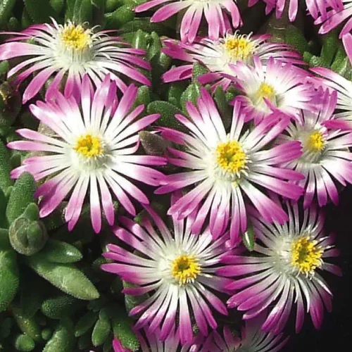 À découvrir au jardin：Delosperma x lido violet/blanc - Le pot de 9 x 9 cm.
