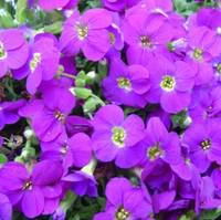 Pour votre espace extérieur：Aubriète violette. La barquette de 6 plants