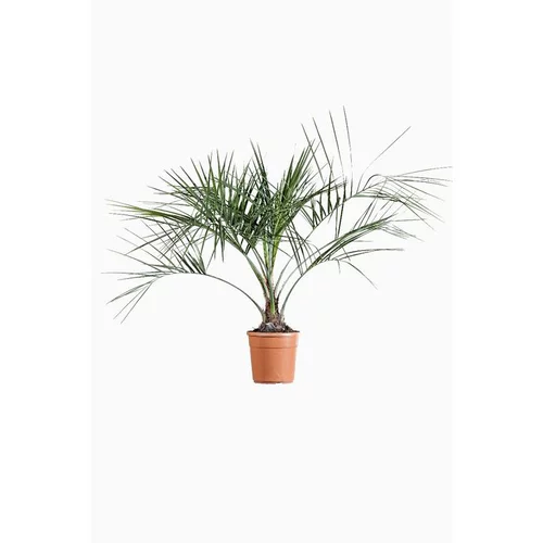 Idée simple：Butia Capitata (Cocotier du Brésil) 60/80 en pot de 9 L vert