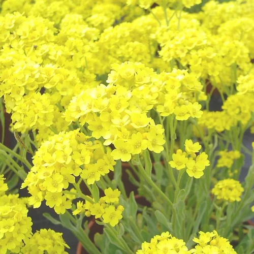 Idéal pour le jardin：Alysse ou corbeille d'or. La barquette de 6 plants