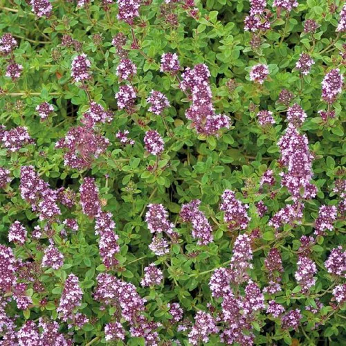 Accessoire pour le jardin:Thym Serpolet Bio. Le pot de 1 litre