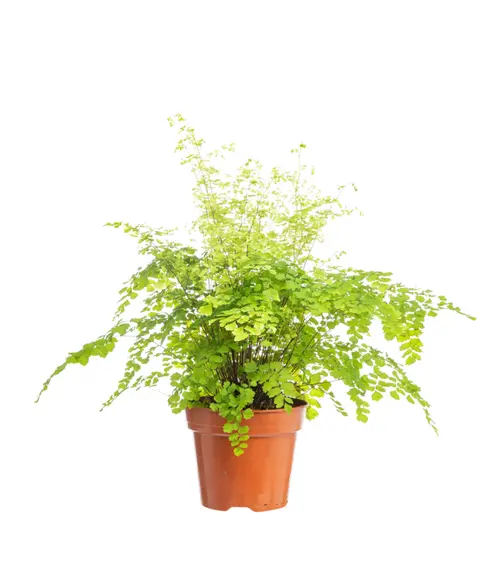 Confort pour le jardin：Capillaire vert. Le pot Ø 17 cm