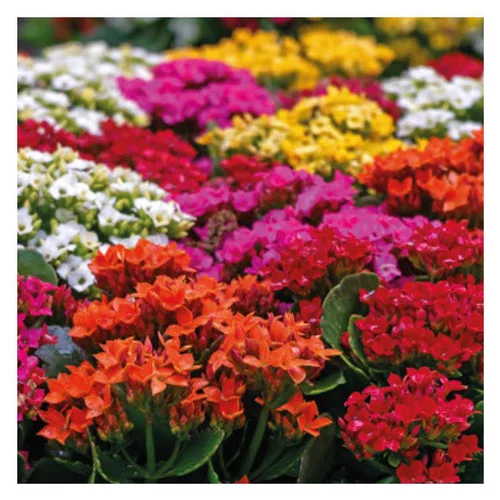 Côté extérieur:Kalanchoe à fleurs multicolores. La jardinière de 40 cm avec soucoupe