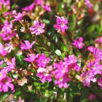 Solution extérieure：Cuphea Hyssopifolia rose. Le pot de 1 litre