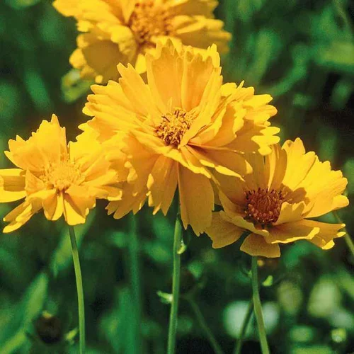 Pour vos projets:Coreopsis Haut Fleur double - Le pot de 9 x 9 cm