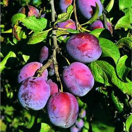 Idéal au jardin：Prunier Reine Claude Violette. Le pot de 10 litres forme gobelet