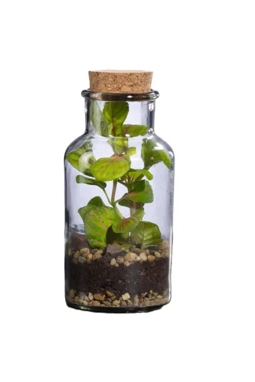 Utile au jardin：Terrarium autonome Barrate M botanic® - Ø 6,7 x 13,5 cm