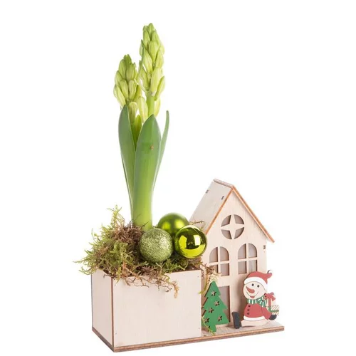 Jardin choix:Composition de Noël jacinthe multicolore maison en bois