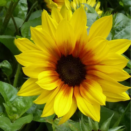 Pour vos projets extérieurs:Tournesol Vivace - Le pot de 5 litres